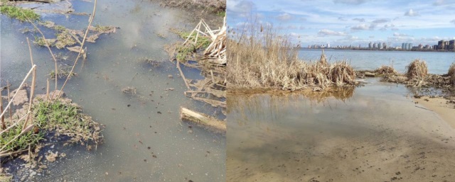 Место гибели птиц на берегу водохранилища в Воронеже обследуют специалисты